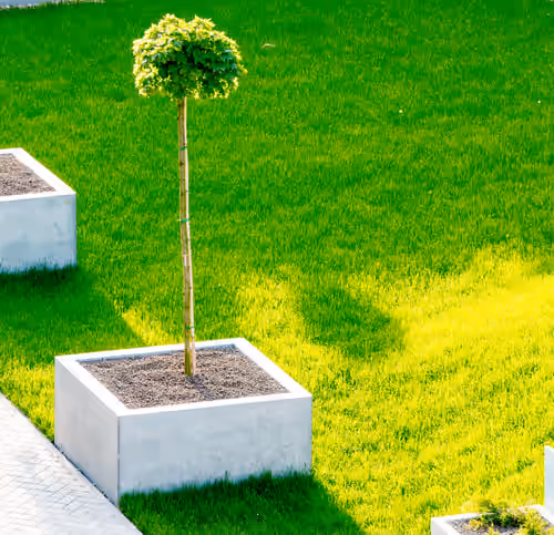 Plants That Actually Survive a Houston Summer