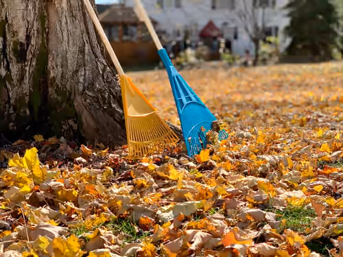 Seasonal Cleanups
