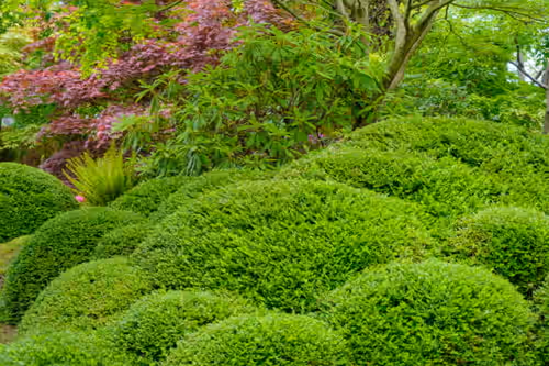 Shrub & Plant Maintenance