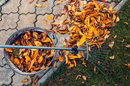 Yard Cleanups
